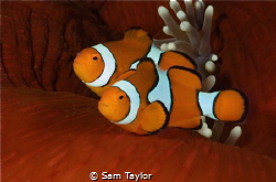 True Clownfish, Nikon D-70 60mm lens by Sam Taylor 